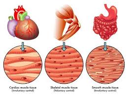 Types Of Muscle Tissue Tissue Types Types Of Muscles Medical School Studying