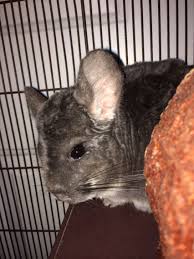 Find chinchillas for sale via pets4homes. Chinchilla Pet For Sale In Mn Petslover