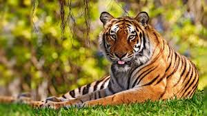 Tiger Desktop Backgrounds Wallpaper 1920 1080 Tiger Wallpapers Desktop 53 Wallpapers Adorable Wallpape Wild Animal Wallpaper Tiger Wallpaper Tiger Images