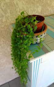 un peu de verdure mille et un eclats plante tombante plante retombante exterieur plante