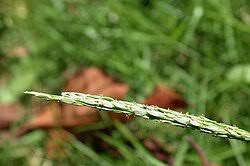Image result for Digitaria remotigluma