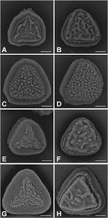 Image result for Heteromorpha sp. agg.
