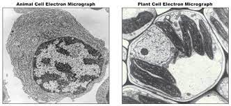 Plant cell electron microscope labelled. Cell Micrographs Bioninja