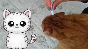 Ic Parazit Ense Damlasi Bayer Profender Damlatma Cozeltisi Kedi Ve Kopek Ic Parazit Damlasi Youtube