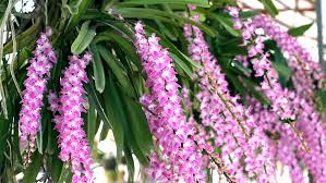 Aerides Rosea Lodd Ex Lindl Video Stock 100 Livre De Direitos 6768949 Shutterstock