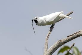 Listen To The Loudest Bird Ever Recorded Audubon