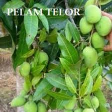 Amat menyegarkan ketika dimakan, walaupun. Pokok Pelam Telor Pelam Pauh Pokok Mangga Sala Harga Promosi Shopee Malaysia