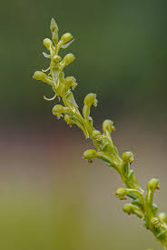 Image result for Satyrium chlorocorys