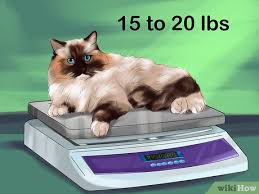 So, if you are looking for a cat of this color, then you may have to consult several catteries before you. Erkenne Eine Ragdoll Katze 10 Schritte Mit Bildern Wikihow