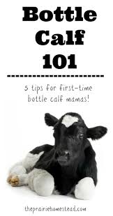 Bottle Calf 101 5 Tips For First Time Bottle Calf Mamas Dairy Cattle Cattle Farming Calves