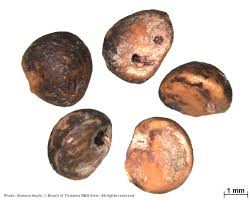 Image result for Margaritaria