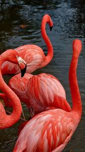 100% free to use high quality images customize and personalise your device with these free wallpapers! Flamingo Wallpaper Top Best Quality Flamingo Backgrounds Hd 4k