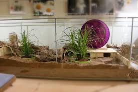 Detolf Cage Middle Ikea Detolf Cage Hamster Cage