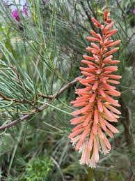 Image result for Kniphofia