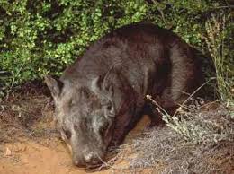 Image result for Northern hairy-nosed wombat
