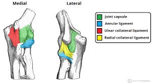 the elbow joint structure movement teachmeanatomy