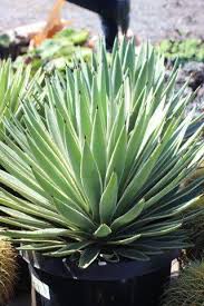 Image result for Pandiaka angustifolia