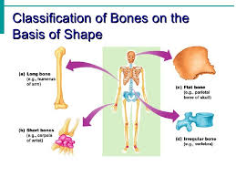 Skeletal System