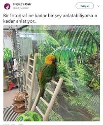 Seni Boyle Ozluyorum Bitanem Hayvan Viralleri Cok Sirin Hayvanlar Hayvan Sozleri