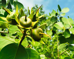 Image result for Sonneratia alba