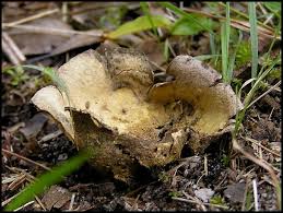 Image result for Scleroderma cepa