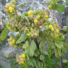 Image result for Hermannia parvula