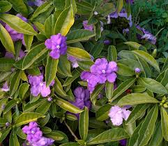Check spelling or type a new query. Brunfelsia Pauciflora Floribunda Sloat Garden Center