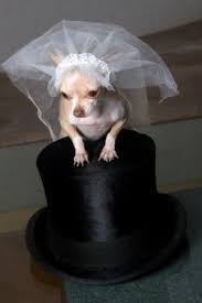 Oh Yes They Did Dog Wearing Veil On Top Hat Themarriedapp Com Hearted 3 Wedding Pets Pets Dog Bridal