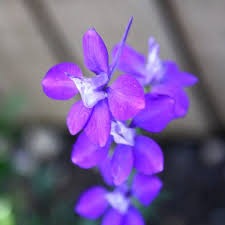 Purple Larkspur Flower Larkspur Flower Larkspur Flower Pictures Larkspur