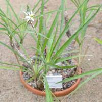 Image result for Trachyandra saltii