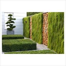 Muro Verde Verticale Tuin Tuin Schutting Tuin