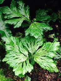 Image result for Selaginella congoensis
