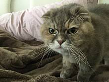 Maybe you would like to learn more about one of these? Scottish Fold Wikipedia