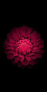 These amoled wallpapers are especially. Amoled Black Flowers Wallpapers Wallpaper Cave