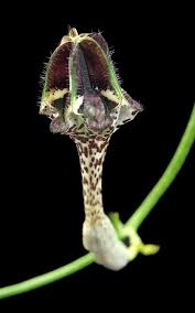 Image result for Ceropegia nilotica