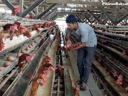 Proposal proyek peternakan ayam petelur. Peternak Ayam Petelur Di Majalengka Mengeluhkan Sulit Dapat Doc Juga Pulet Pikiran Rakyat Com