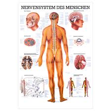 It generates, modulates and transmits information in the human body. Wall Chart The Nervous System Lxw 100x70 Cm Buy Online Sport Tec