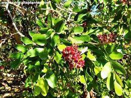 Image result for Schotia brachypetala