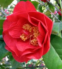 Rozen Op Stam Cherry Girl Kersrood Stam 70 Cm 3 Stuks Kwekersvergelijk Planten Natuur