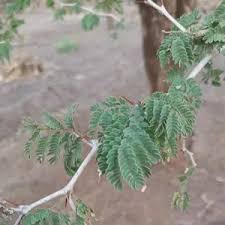 Image result for Faidherbia albida