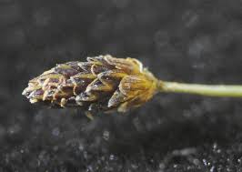 Image result for Eleocharis atropurpurea