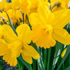 Home > plants > bulbs > daffodil bulbs > narcissus 'rijnveld's early sensation'. Rijnveld S Early Sensation Daffodil Breck S