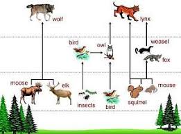 Science 1 Food Chains Food Chain Rainforest Animals Food Web