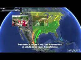 Very Cool Monarch Butterfly Migration Video Mariposa Monarca Danaus Plexippus Mariposas