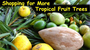 Begins to bear at about 4 years old. Visiting A Huge Hawaiian Tropical Fruit Tree Nursery Youtube
