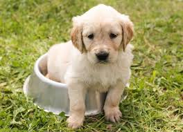 Tiere suchen ein zuhause verzeichnisse und portale. Saarland Diese Hunde Suchen Ein Zuhause