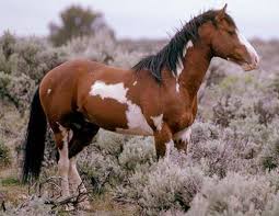 Pinto horse run in winter field. Pin On Horse Colors Pinto