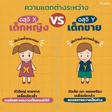 ลองดูไหม? อยากมีลูกชายหรือลูกสาวเราเลือกได้ด้วยวิธีธรรมชาติ