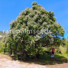 Image result for Melinis ambigua