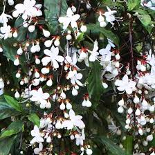 Image result for Clerodendrum abilioi